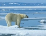 Polar ice is melting away !
