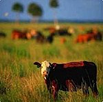 cattle farming