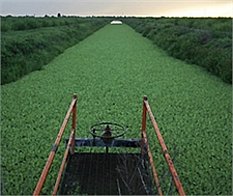 polluted cane-field canal