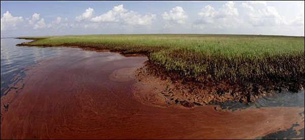oil in Luisiana marshes