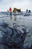 oil on shore