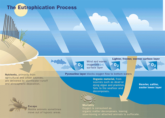Eutrophication of water bodies