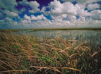 Florida landscape