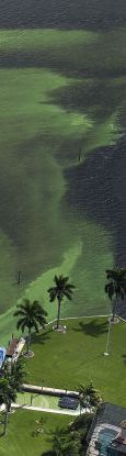 Algae bloom