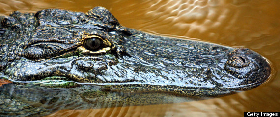 alligator