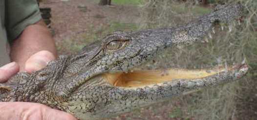 Nile crocodile