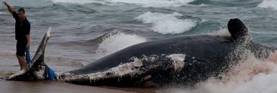 Dead whale