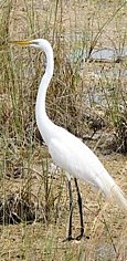 Snowy egret