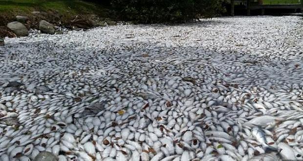 Fish kill