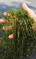 Hydrilla