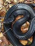 Indigo snake