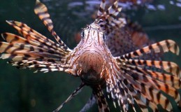 lion fish