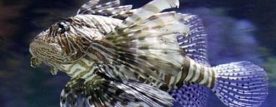 lionfish