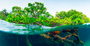 Mangroves