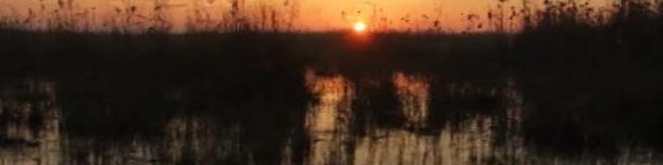 Iraqi marshes