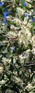 Melaleuca tree