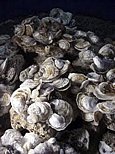 oyster bed