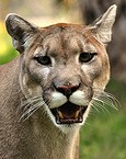 Florida panther