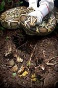 Python nest