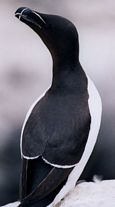 Razorbill