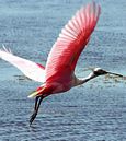 Roseate spoonbill