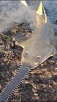 Sawfish