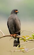 snail kite