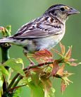 grasshopper sparrow