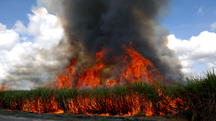 Cane burn