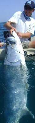 Tarpon