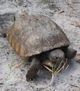 Gopher tortoise