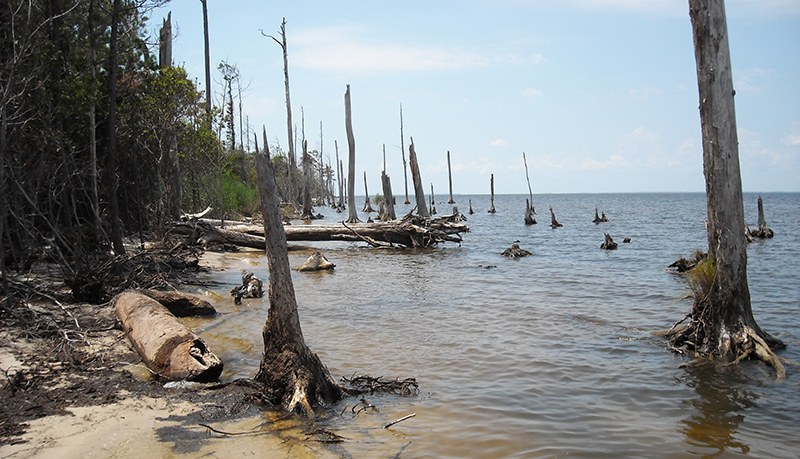 Dead trees