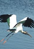 Wood stork