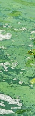 Algal bloom