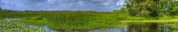 Everglades views