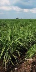 Cane fields