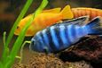 cichlids