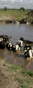 cows in water