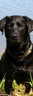 Labrador