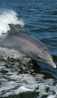 dolphins poisoned