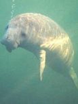 manatee