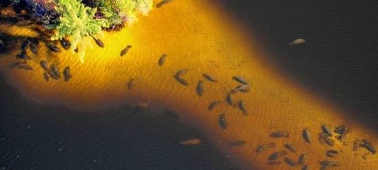 manatees