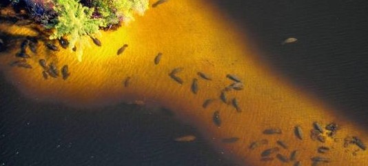 manatees