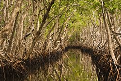 mangrove