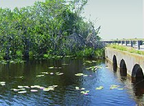 Tamiami Trail NOW