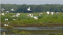 cleansing wetlands