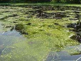 algal bloom