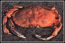 Crab