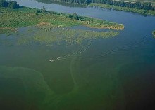 Lake Okeechobee algae bloom