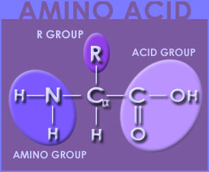 Amino Acids